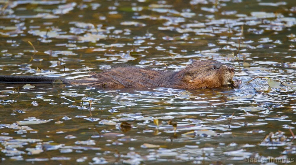 🦫💧 Wildlife Wednesday: Common Muskrat (Ondatra zibethicus)

Meet one of New York's hardest-working wetland residents! Found in marshes, ponds, and streams, the Common Muskrat is a small but mighty ecosystem engineer,  building impressive lodges fro