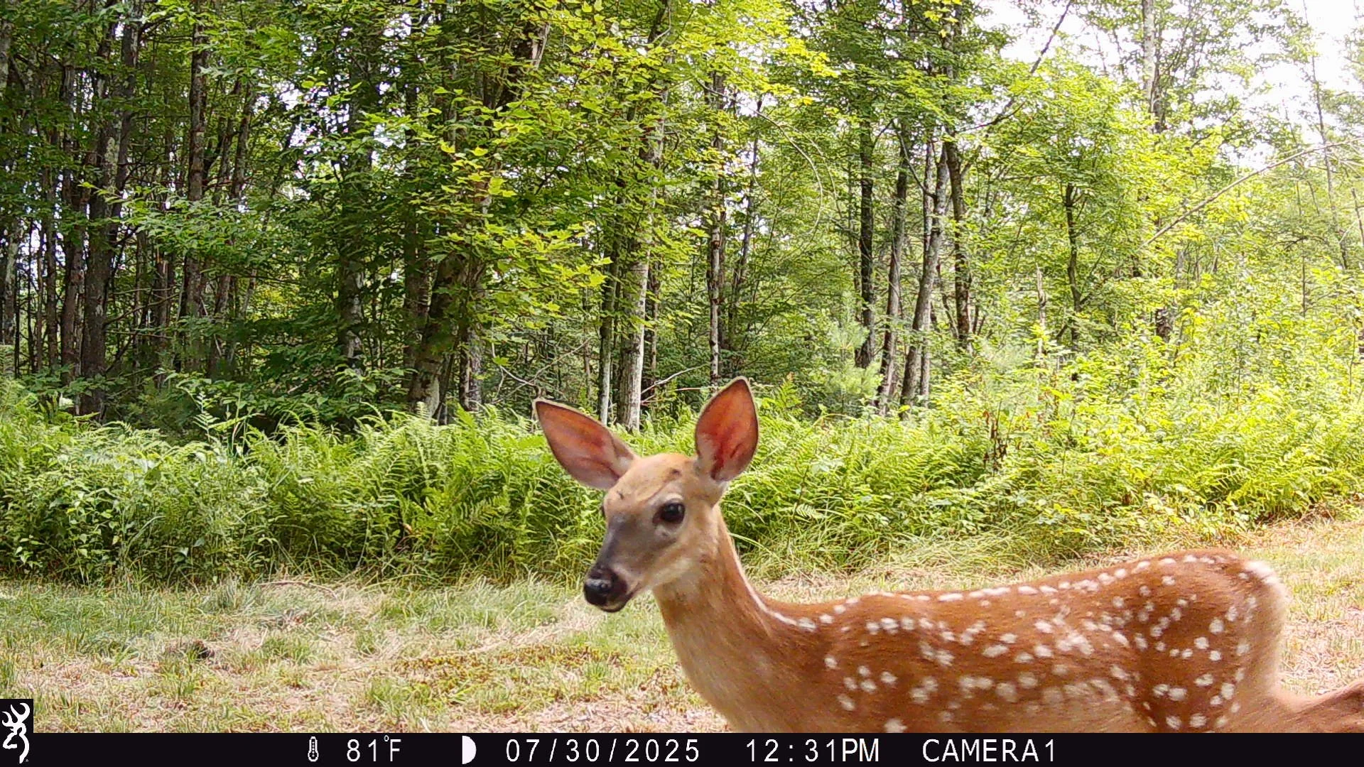 Hello, Spring! 

Today is (technically) the first day of spring, though it may not feel like it right now! Regardless, the signs of spring are indeed here. In New York State, many mammals start to emerge from their winter quiet, becoming more active 