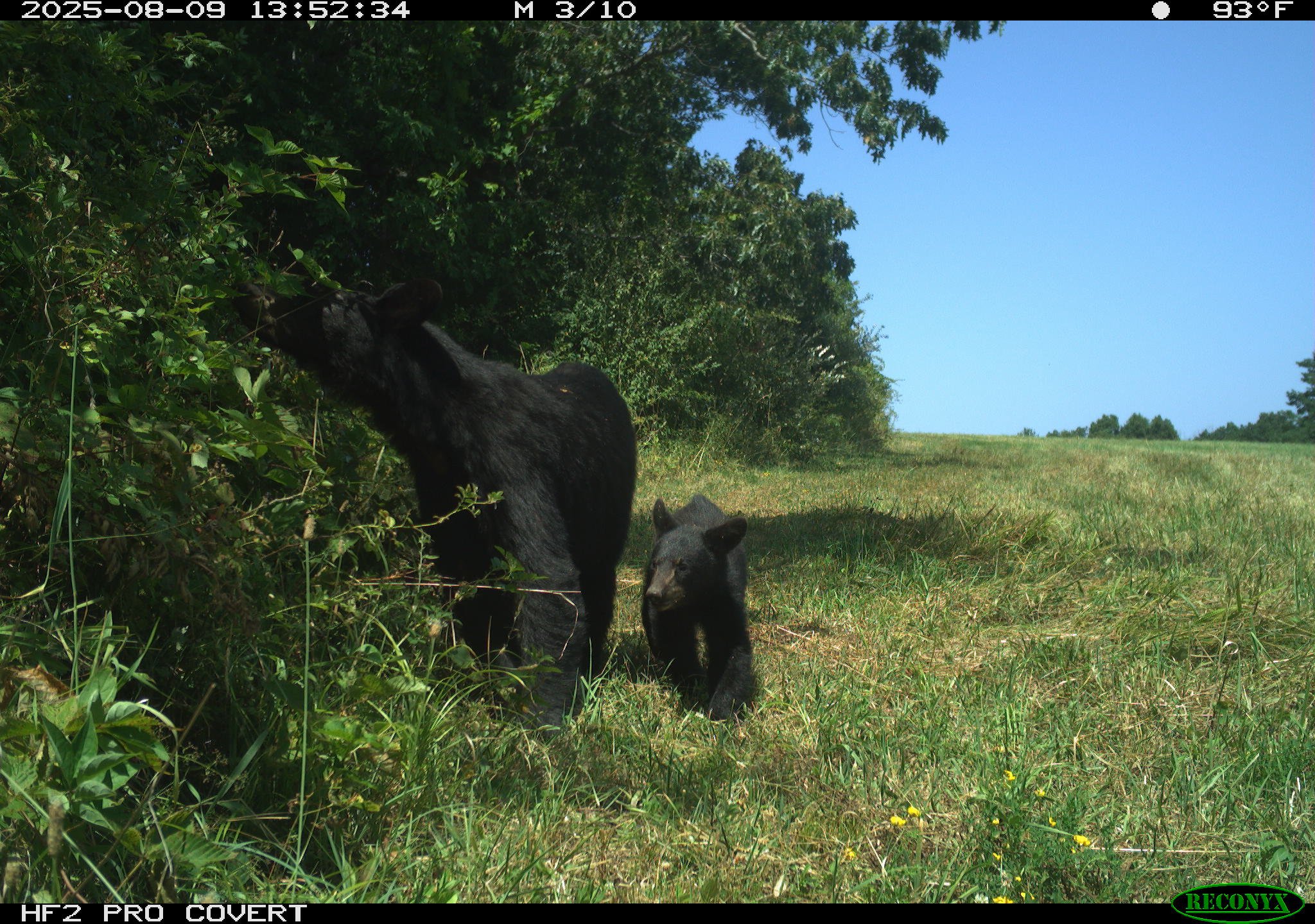 🐻🌿 Happy World Bear Day! 🌿🐻

Today we celebrate the incredible black bears of New York! Black bear population estimates range between 6,000 - 8,000 -  with a little over half of the population found within the Adriondack park, though they can be 