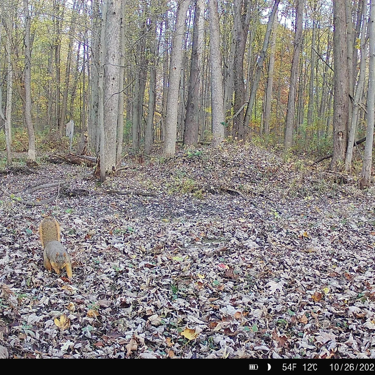 🐿️ Wildlife Wednesday: Meet the Fox Squirrel! 🐿️

If you've ever spotted one of these big, rusty-colored squirrels in Western New York, consider yourself incredibly lucky, they are quite rare!

The fox squirrel (Sciurus niger) is the largest tree s