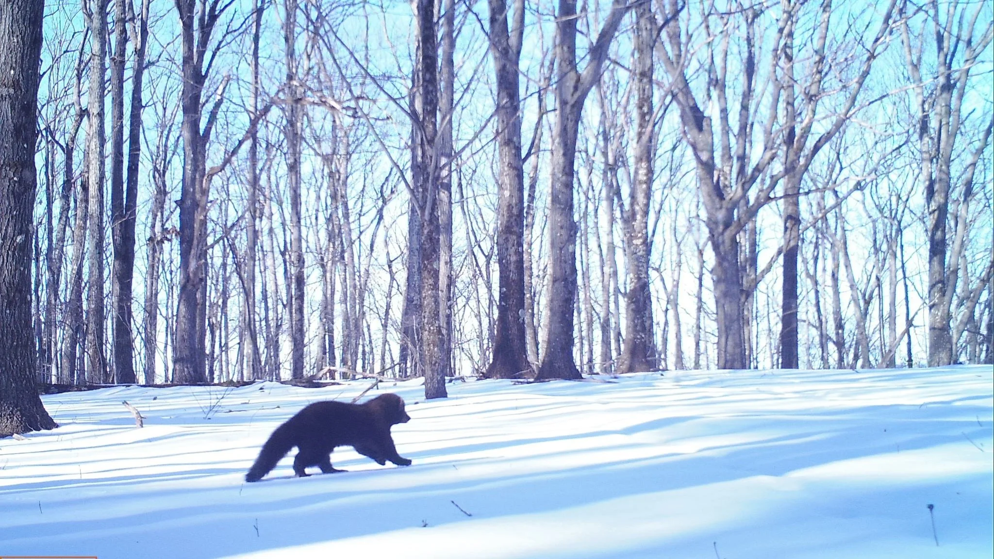 Random photo dump from the past few months! Are any of these from your cameras? 📸👀
#wildlife #snapshotny #photodump #trailcameras #nywildlife #trailcamtuesday