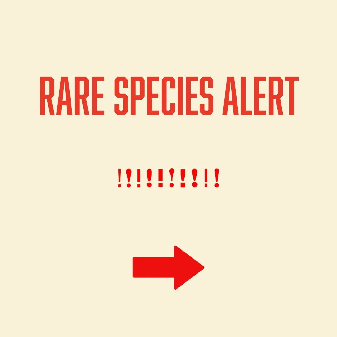 RARE SPECIES ALERT!
.
.
.
🐊 An American alligator was spotted on a Snapshot NY camera!!! Where did it come from?? Someone's pet?? I've alerted the authorities. Please contact us with any information on the whereabouts of this creature ‼️