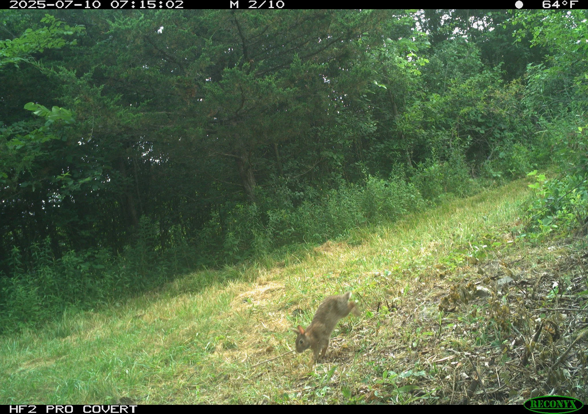 We hope everyone who celebrates had a lovely Easter! 🐣 Here's some Snapshot NY Easter bunnies for your viewing pleasure 😉🐰🐇

#snapshotny #trailcamera #happyeaster #easterncottontail #easterbunny #wildlife