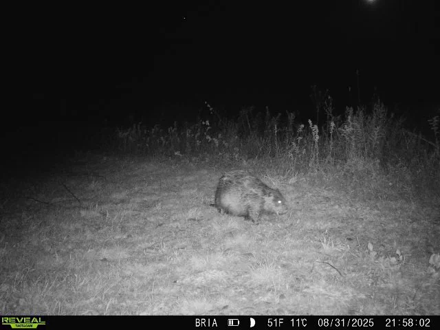 🪵🦫Happy International Beaver Day! 🦫🪵Yes, it is a real thing!

Today, we&rsquo;re celebrating one of New York State&rsquo;s most industrious and fascinating engineers! These creatures have shaped our landscapes and ecosystems for centuries. 

Did 