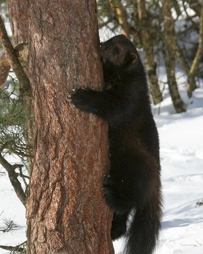 🦡 Wildlife Wednesday: Extirpated Animals Edition 🦡

We've spent a lot of time celebrating the wildlife that still roam New York today... but what about the animals that used to call this landscape home? The next few Wildlife Wednesday posts will sp