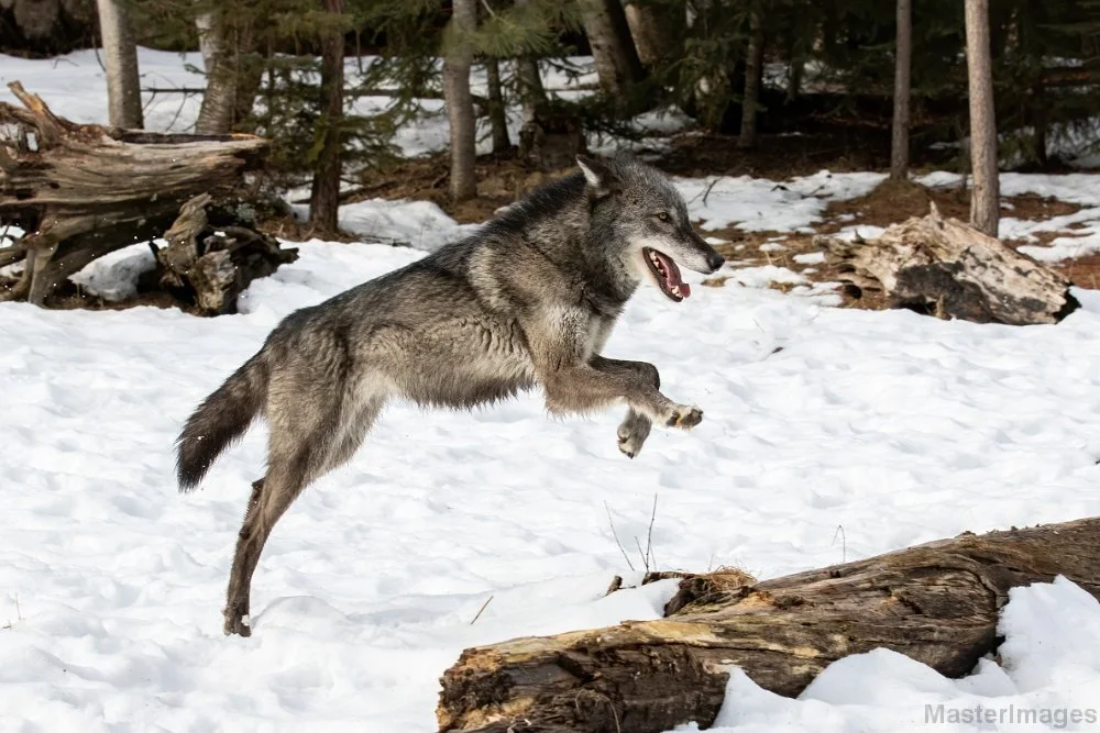 🐺 Wildlife Wednesday: Extirpated Species Series: The Gray Wolf (Canis lupus) 🐺

This is going to be a long read, but an important and good one!

History of wolves in NY:
Before European settlement, wolves were common throughout New York. Loss of ha