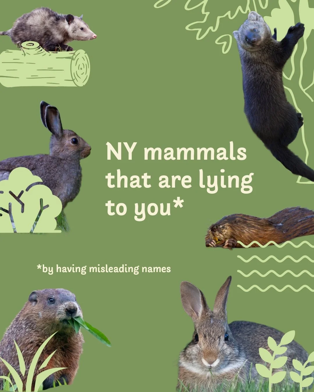 These animals have been LYING to you! Well, it's not really their fault, we named them after all.

#nywildlife #snapshotny #nymammals #mammalmemes