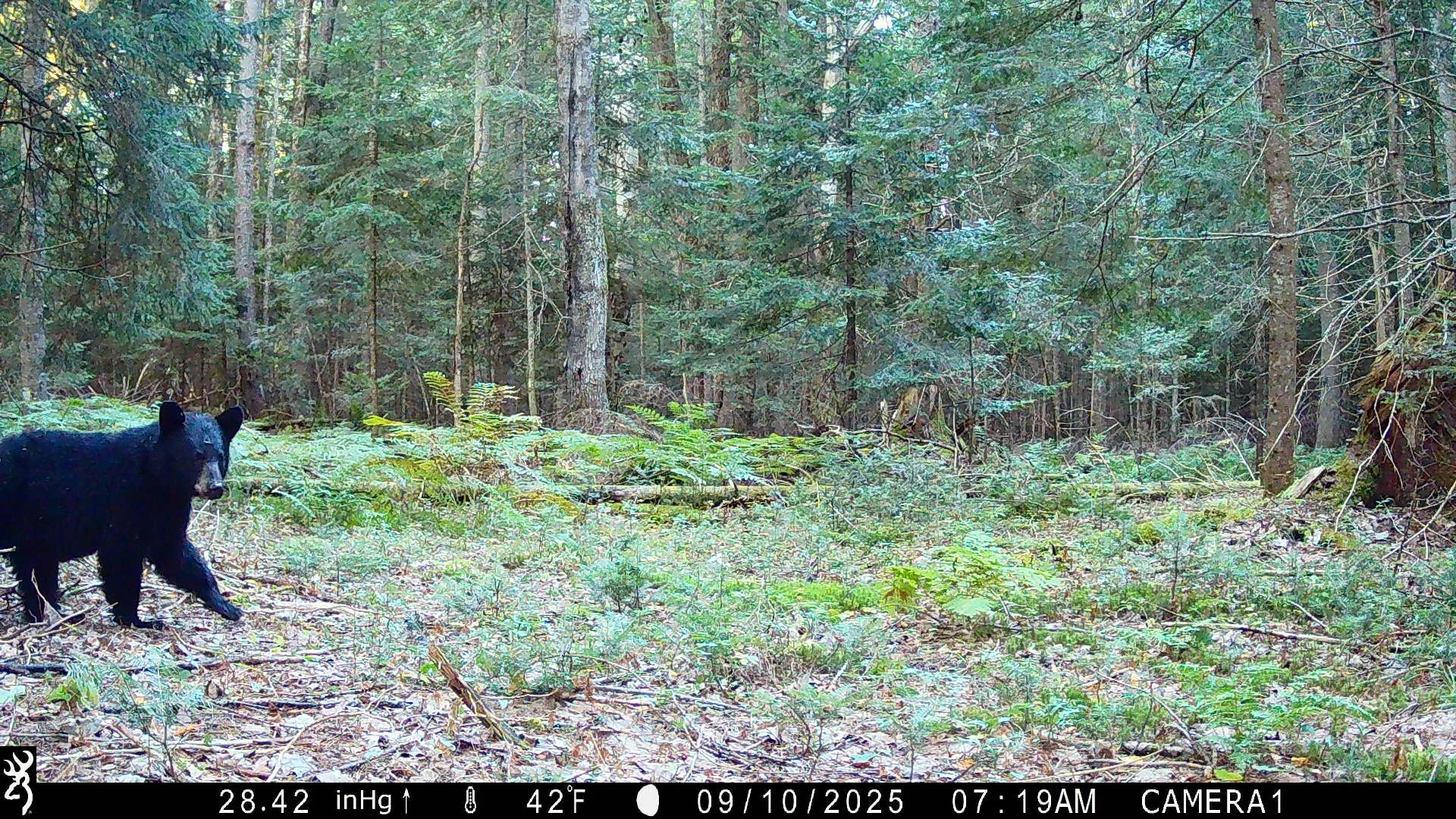 🌎 Earth Day 2026 | A Look at New York's Wild Neighbors 🦌

Did you know New York State is home to over 70 species of mammals? Many of which roam closer to us than we think! In celebration of Earth Day, here are some  images submitted by citizen scie