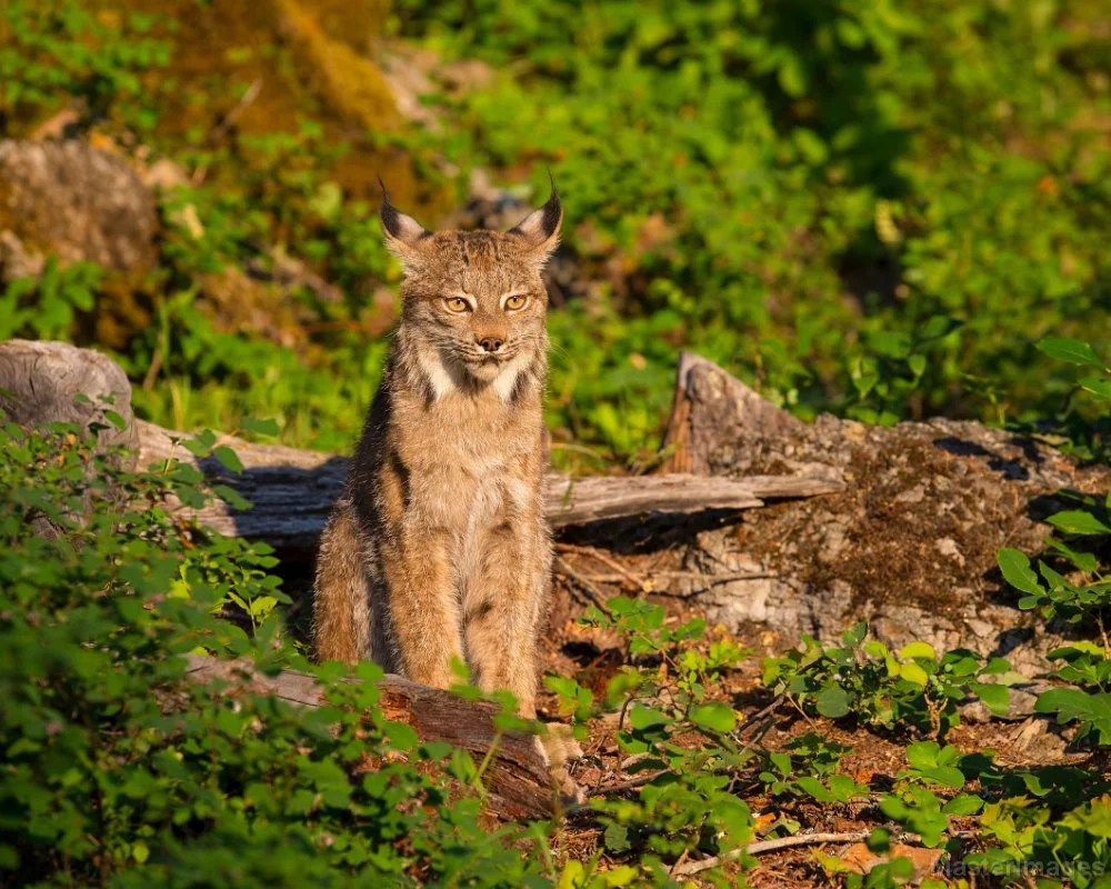 Wildlife Wednesday: Extirpated Edition 🐾

This week, we&rsquo;re diving into the story of a wild cat that once called New York home but is now extirpated (locally extinct) in the state: the Canada Lynx (Lynx canadensis). 

Historically, it roamed th