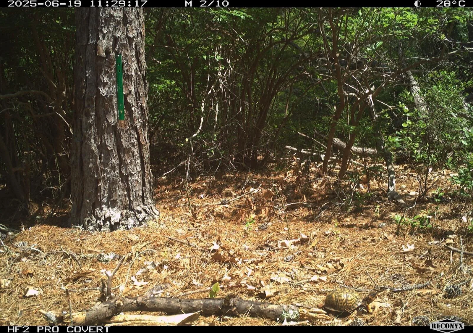 Unique trail camera find! An Eastern box turtle (Terrapene carolina)! While it may not be one of the target species we are monitoring, a cool find nonetheless! In NYS, Eastern box turtles are listed as &ldquo;special concern&rdquo; meaning that they 