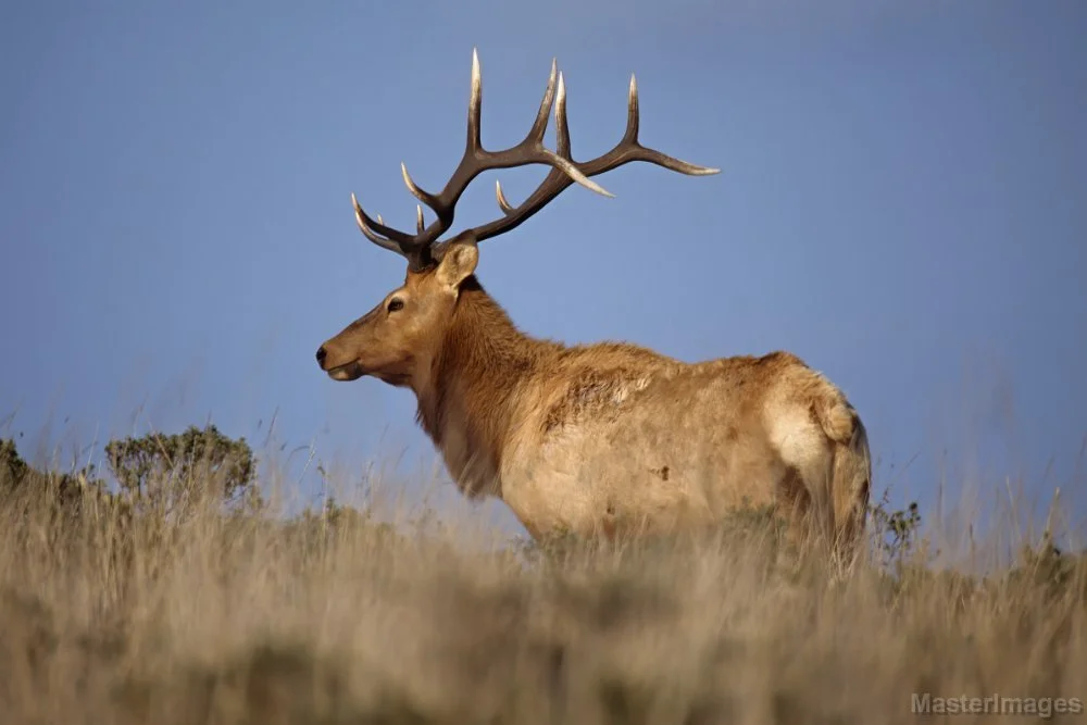 🦌 Wildlife Wednesday: Extirpated Edition
Eastern Elk (Cervus canadensis canadensis) 

Before European settlement, the eastern elk (a now-extinct subspecies of elk) roamed across much of New York State. Archaeological remains of this sub species have