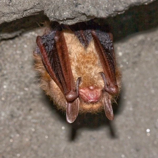 🐾 Today is Endangered species day 🌿

Today we're celebrating the wild neighbors we share this incredible state with - including some who really need our help.

The Indiana bat, Northern long-eared bat, and the Allegheny woodrat are listed as Endang