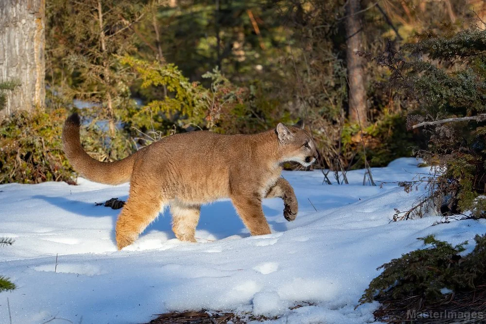 🐾 Wildlife Wednesday: Extirpated Edition (Extirpated = no longer exist in the state)

This week we're spotlighting a big cat of New York's past: the Eastern Cougar (Puma concolor cougar), also known as the mountain lion, puma, catamount, or panther.