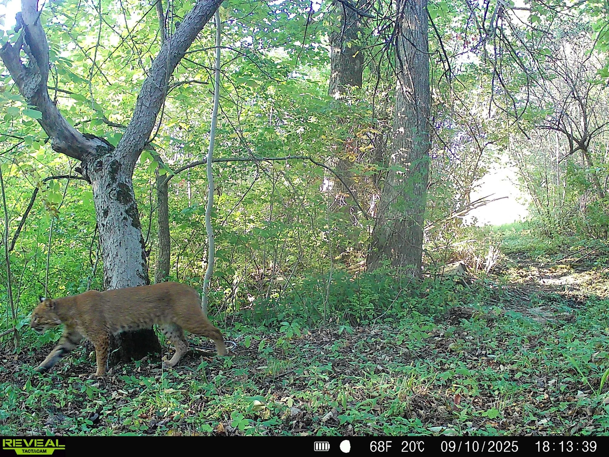 🌍 Happy International Biodiversity Day from all of us at Snapshot NY! 🌿

New York is wilder than most people think - and our Snapshot NY trail cameras have the proof! White-tailed deer, black bear, bobcat, coyote, fisher, river otter, fox squirrel,