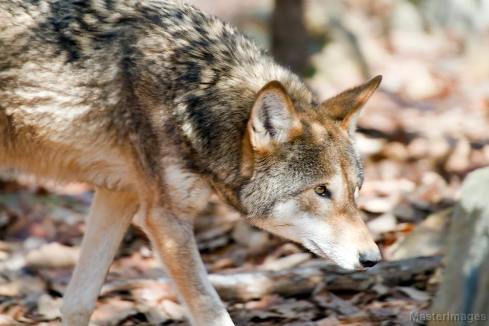 🐺 Wildlife Wednesday: Extirpated Edition 🐺

This week we're spotlighting a ghost of New York's past - one most people don't know once roamed these lands: the Red Wolf (Canis rufus).

Before European settlement, red wolves weren't just a Southern sp