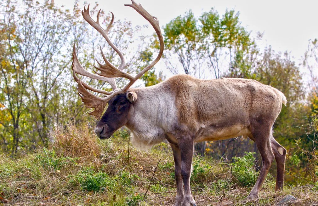 🦌 Wildlife Wednesday: Extirpated Edition

Let's talk about Woodland Caribou (Rangifer tarandus caribou) this week!

Did you know caribou once roamed New York? These iconic animals were among the first large mammals to return to our state after the I