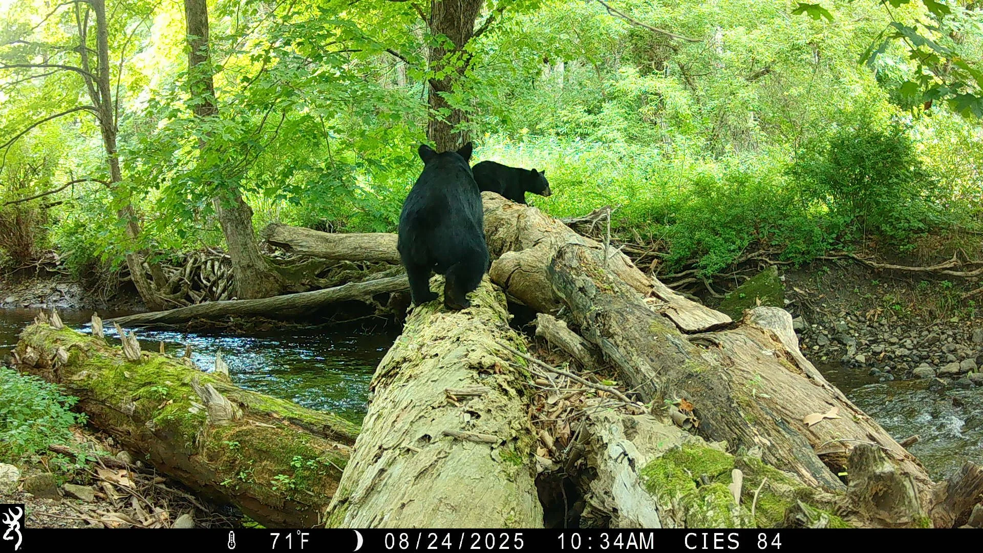 On the Move: How New York Mammals Navigate Our Landscape