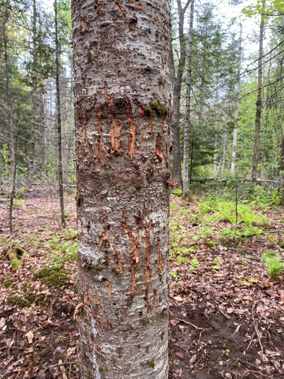 ME-Bear-bear-claw-marks-in-tree.jpg