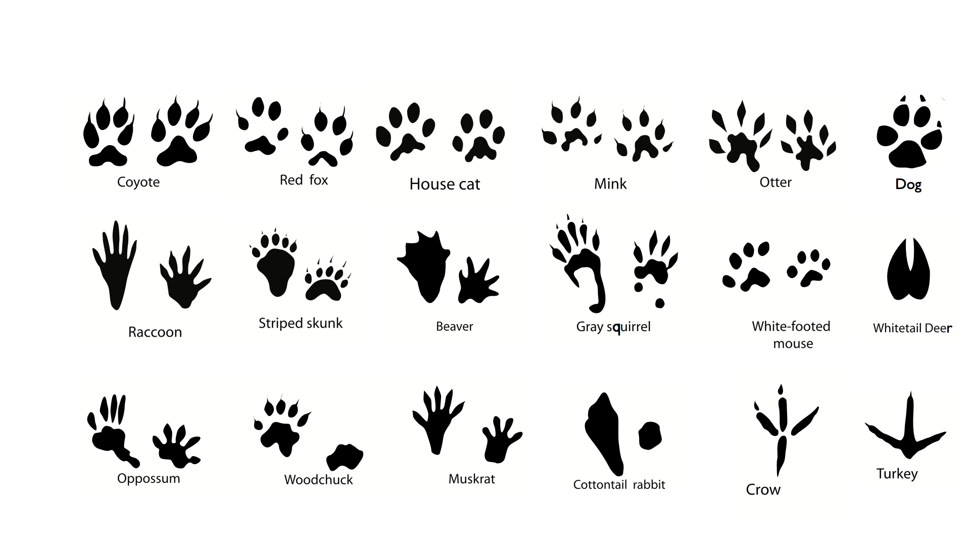 Beyond Snapshot NY’s Trail Cameras: Other Mammal ID Techniques 