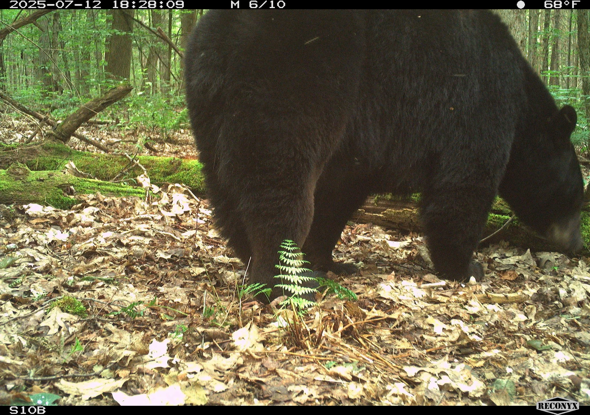 It's fat bear week! While the official fat bear week tracks the chubby brown bears in Katmai National Park... we thought hey - we can participate too! This time of year, we get some pretty fat NY black bears! 🐻🐻

Let's see your chubby bear pics in 