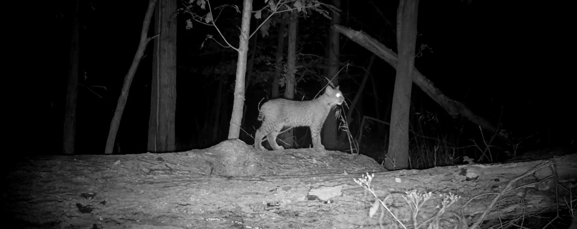 Bobcat-2-on-Log-10.4.21.jpg