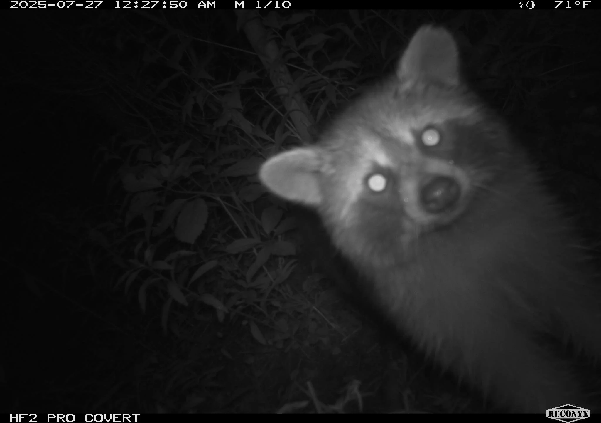 Happy October 1st everyone! While many say this is the start of spooky season, 👻🎃 we say: Happy International Raccoon Day! 🦝 Yes - it's a real thing! 😂 Whether they&rsquo;re foraging in the deep woods or investigating a trail camera, these clever