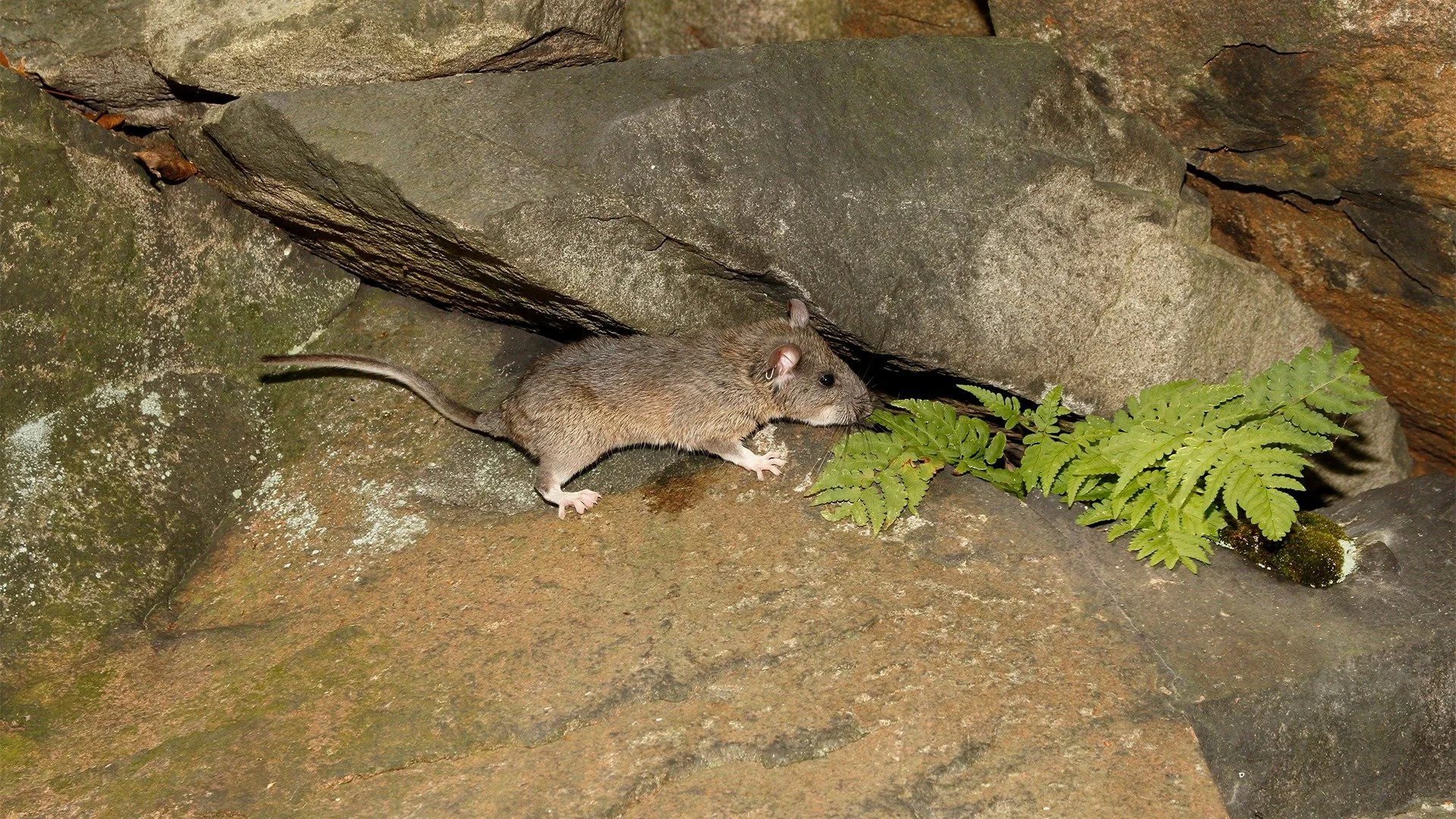 Wildlife Wednesday: Small Mammal Edition 🐭

Meet the Allegheny Woodrat (Neotoma magister) - New York&rsquo;s native, bicolored "pack rat." Unlike European rats, this native small mammal has soft brownish-grey fur, white feet, long whiskers