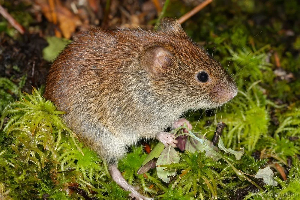 Wildlife Wednesday: Small Mammal Edition! 🍄🌰🐾

Meet one of our tiny forest-floor residents in New York: the Southern Red-backed Vole (Clethrionomys gapperi)!

While they might fly under the radar compared to larger woodland wildlife captured on ou