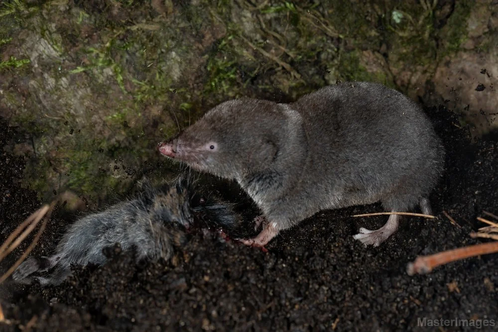 Wildlife Wednesday: Small Mammal Edition 🐭

Meet one of New York&rsquo;s smallest, fiercest woodland residents: the Northern Short-tailed Shrew (Blarina brevicauda)! Often mistaken for mice or moles, shrews belong to an entirely different family (So