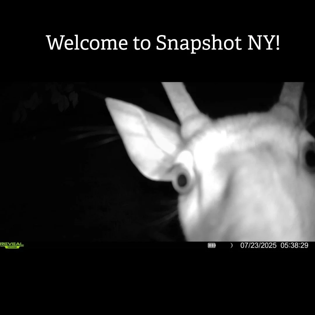 We have had an influx of new followers (and new snapshot ny-ers)! For those of you just joining - welcome to Snapshot NY! There are some things you should know about the project that will make your participation easier and more fun! First, we have a 