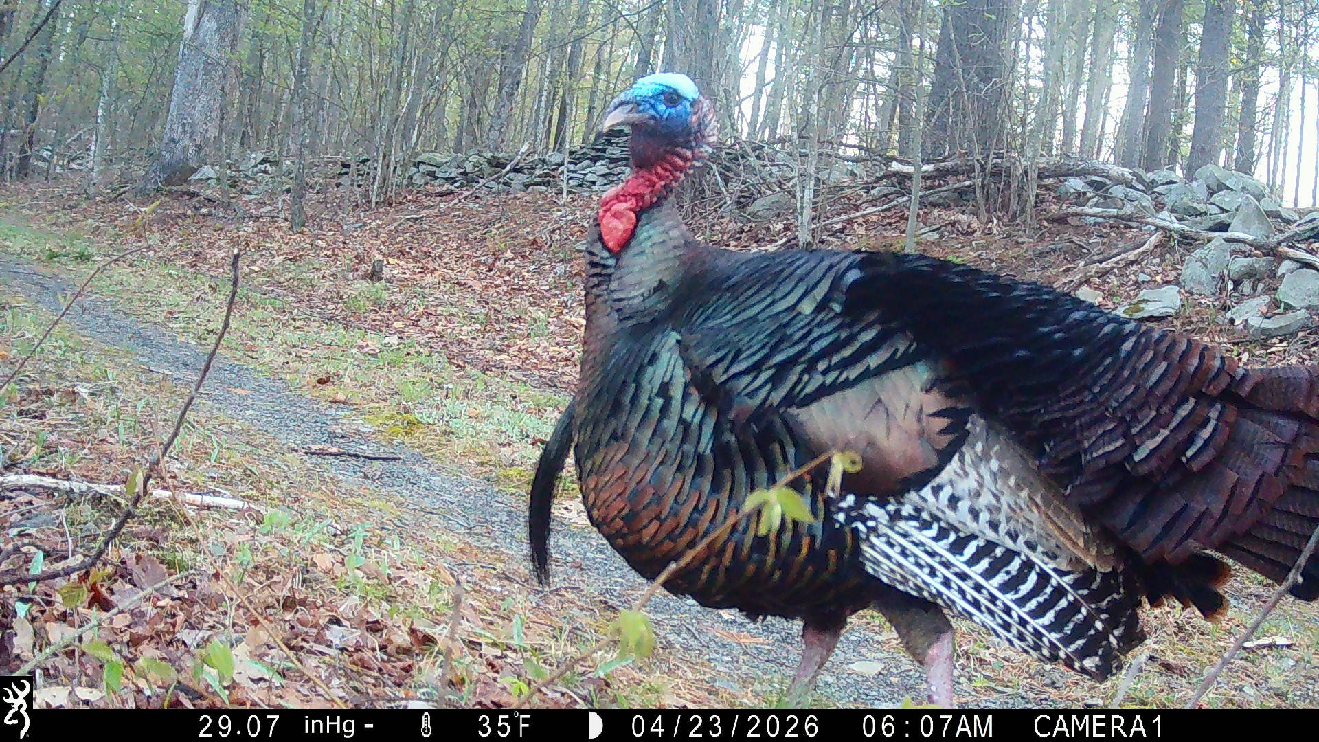 Wild turkey