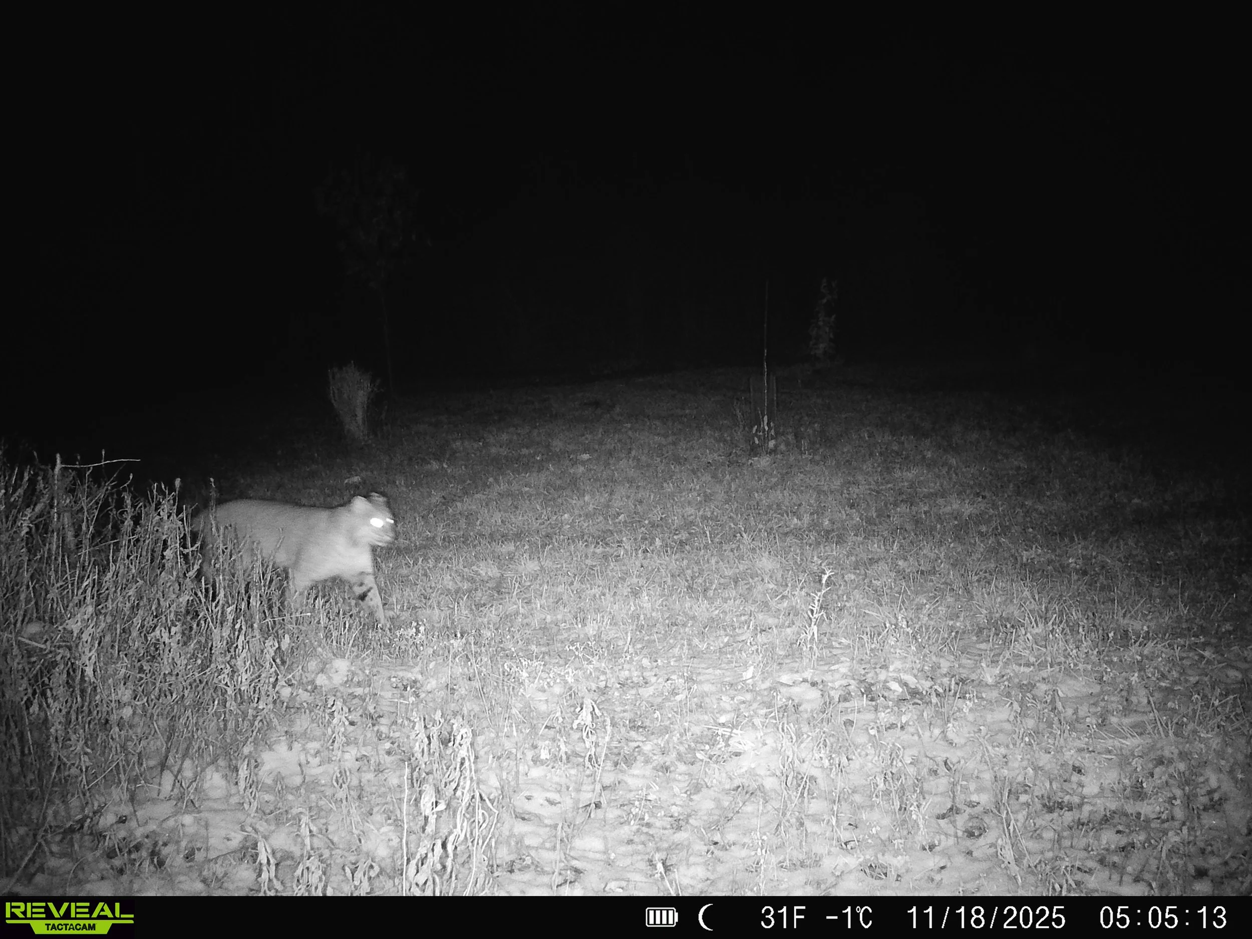 2914_CQb9wyTHl956pHv1cvHn_nov 23_SYFW0077.JPG