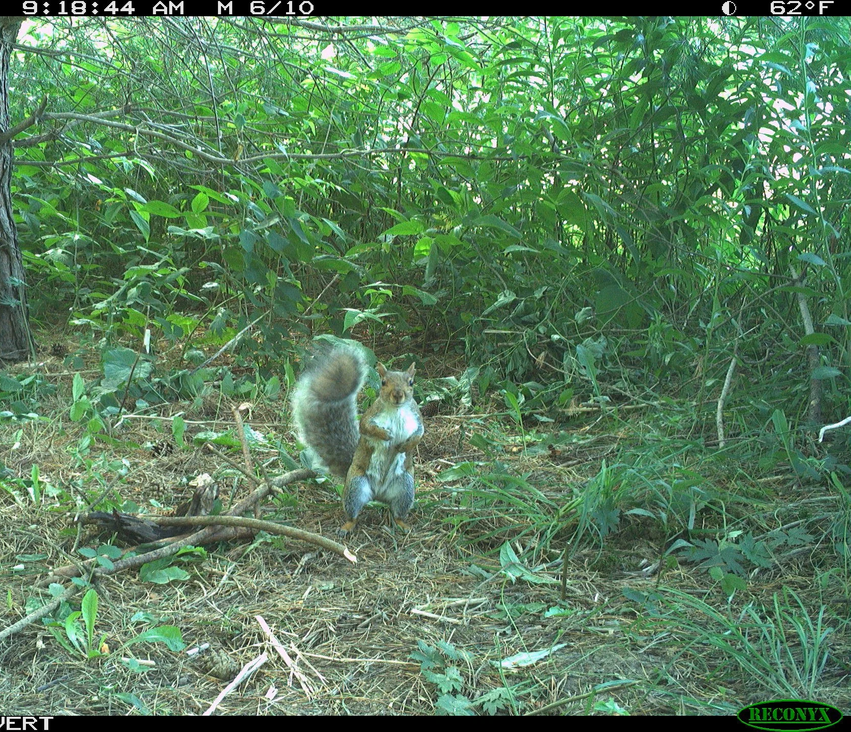 Eastern gray squirrel