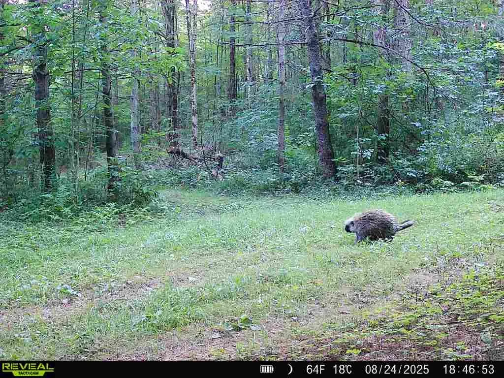 North American porcupine