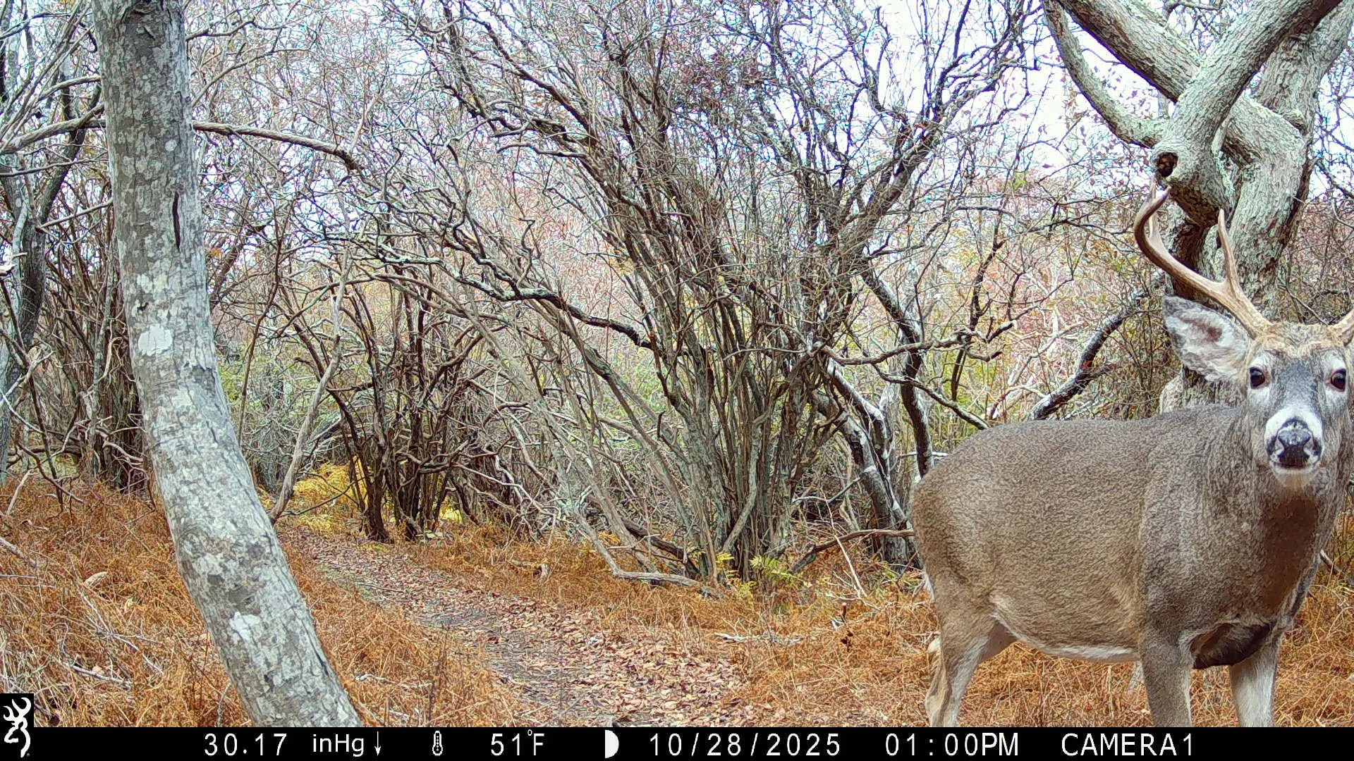 2562_0VAgAAuGvCvanaLCrCiI_10-23-2025 to 10-30-2025_IMG_0821.JPG