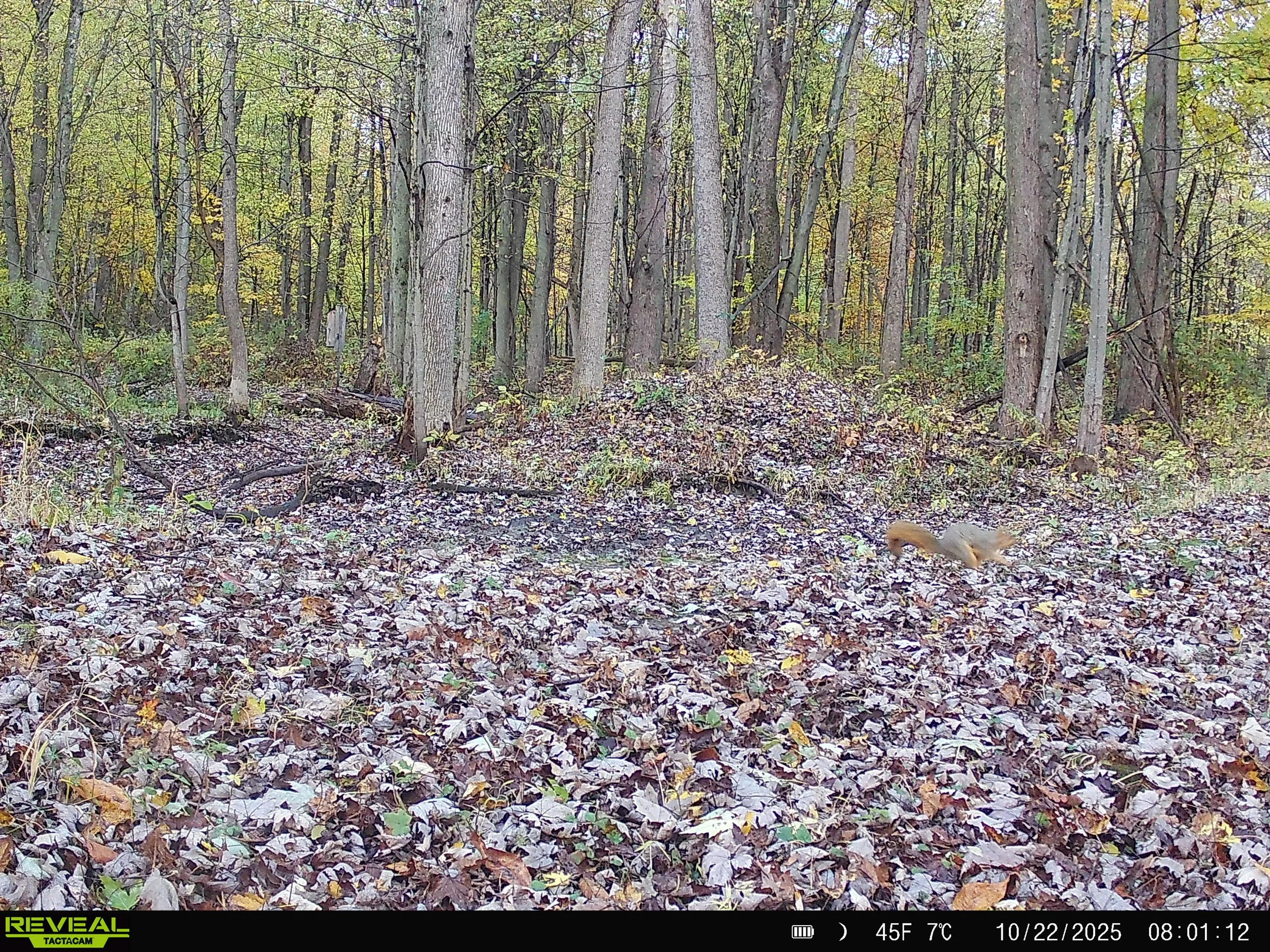 791_3xjlemKDuah2Fn4n9lcJ_DK 11-1-25_SYFW0016.JPG