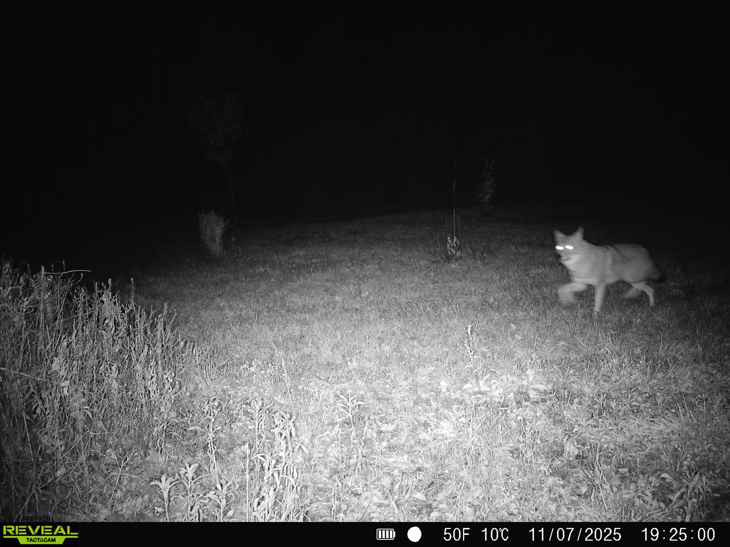 2914_qCnlAoUcZ2klXTrcS2WY_nov 8_SYFW0484.JPG