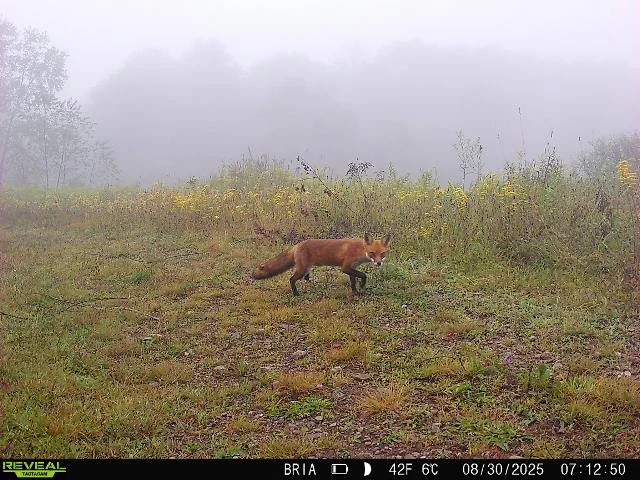 Red fox