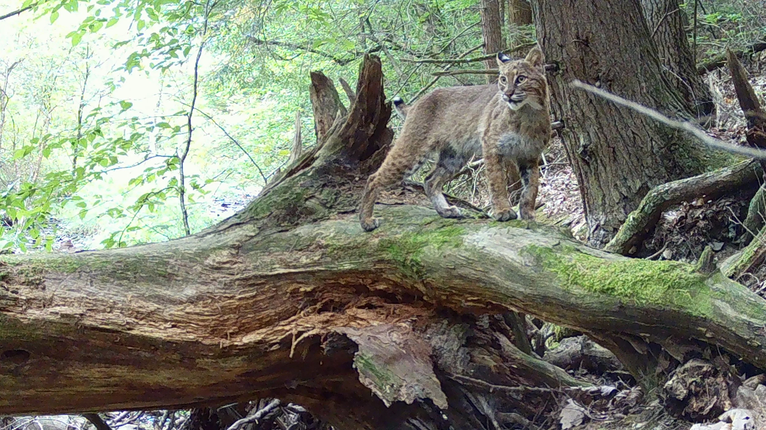 Bobcat