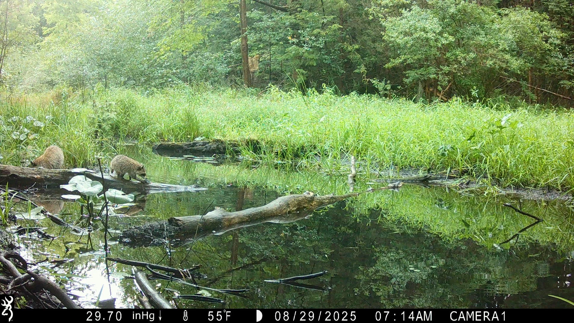 2631_sTDvrSnLRSmTeufHRxqr_2025-0829 snapshot creek_IMG_0610.JPG
