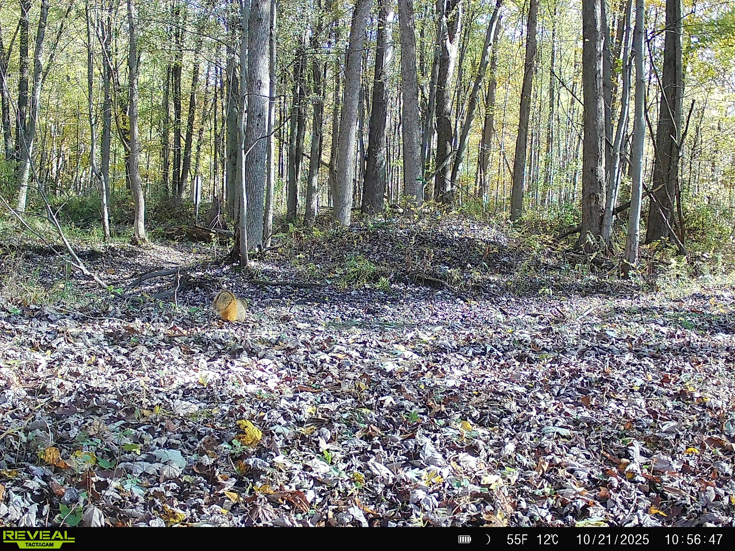 791_3xjlemKDuah2Fn4n9lcJ_DK 11-1-25_SYFW0001.JPG