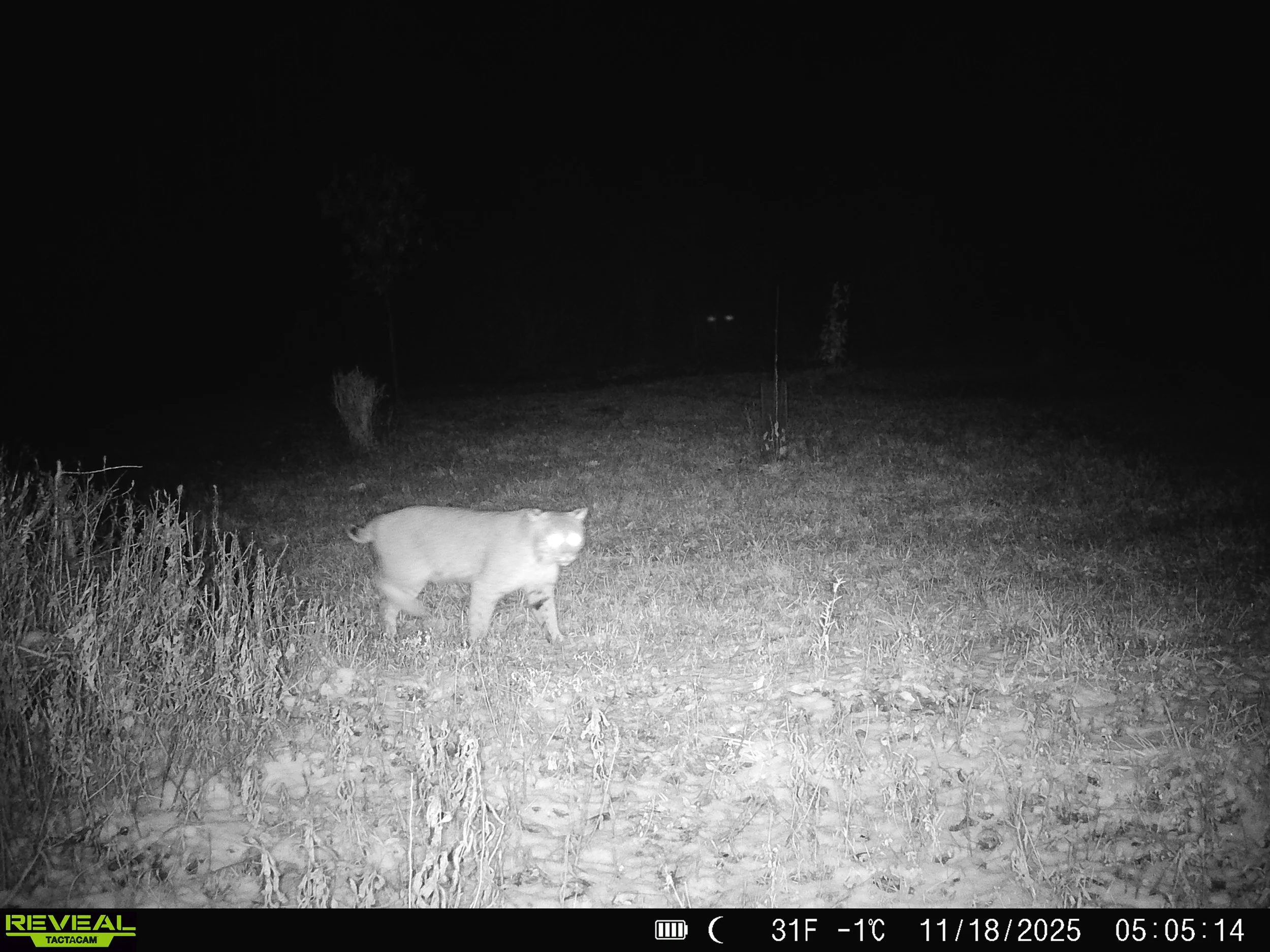 2914_CQb9wyTHl956pHv1cvHn_nov 23_SYFW0078.JPG