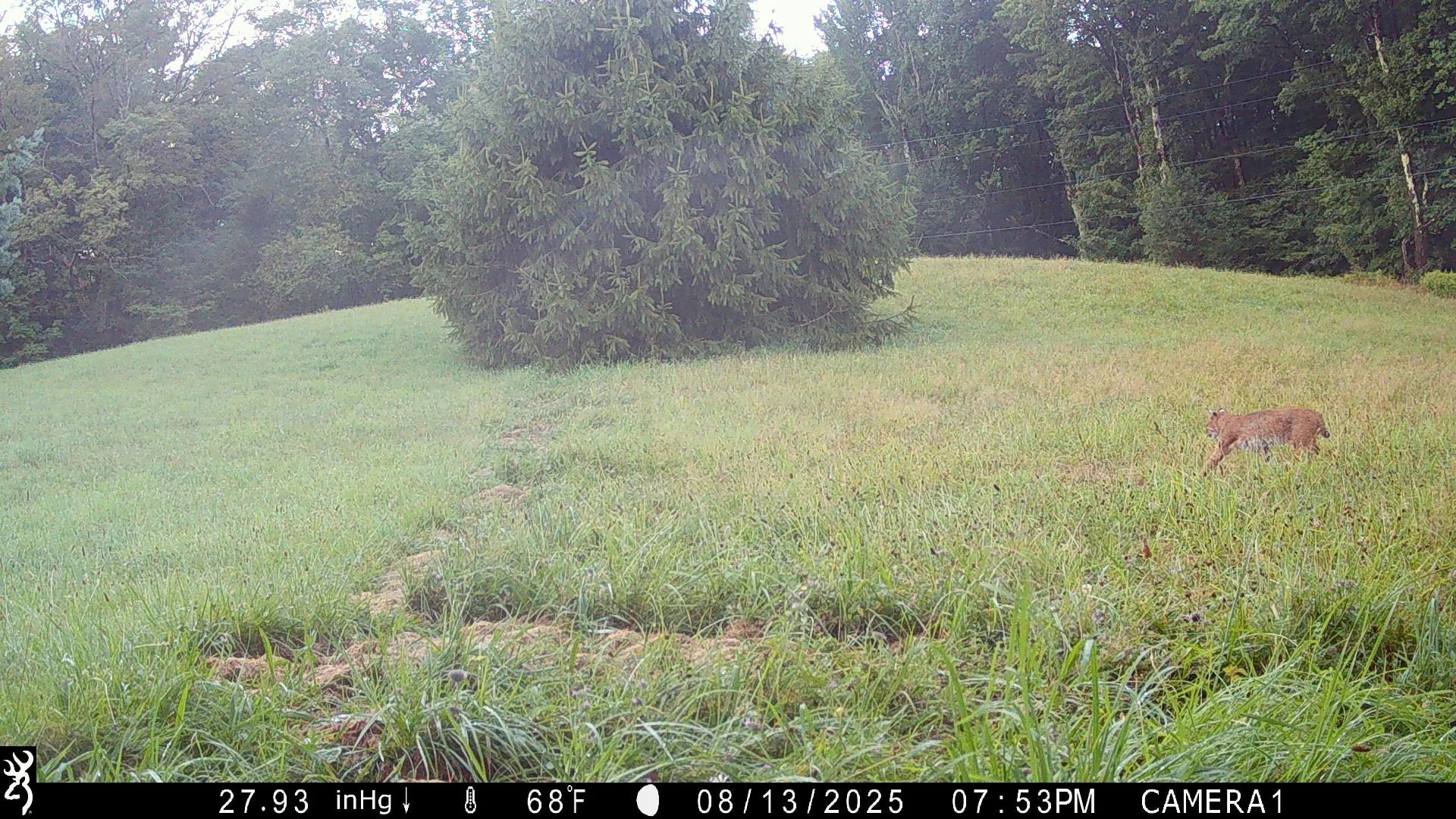 974_SGlLCvnhSBK7N0Psb8cR_NYSnapshotUpload1-Peters-August3-18-2025_MackeyRd-Field-Aug11-16-2025_102_BTCF_IMG_0362.JPG