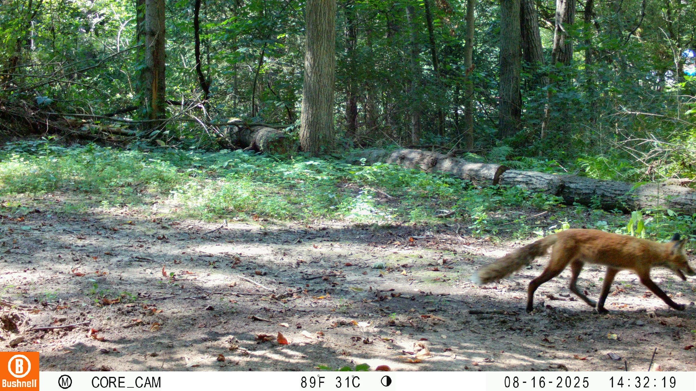 4342_e3IVMcHalS2yEq6KJdUn_Trail Cam_08160308.JPG