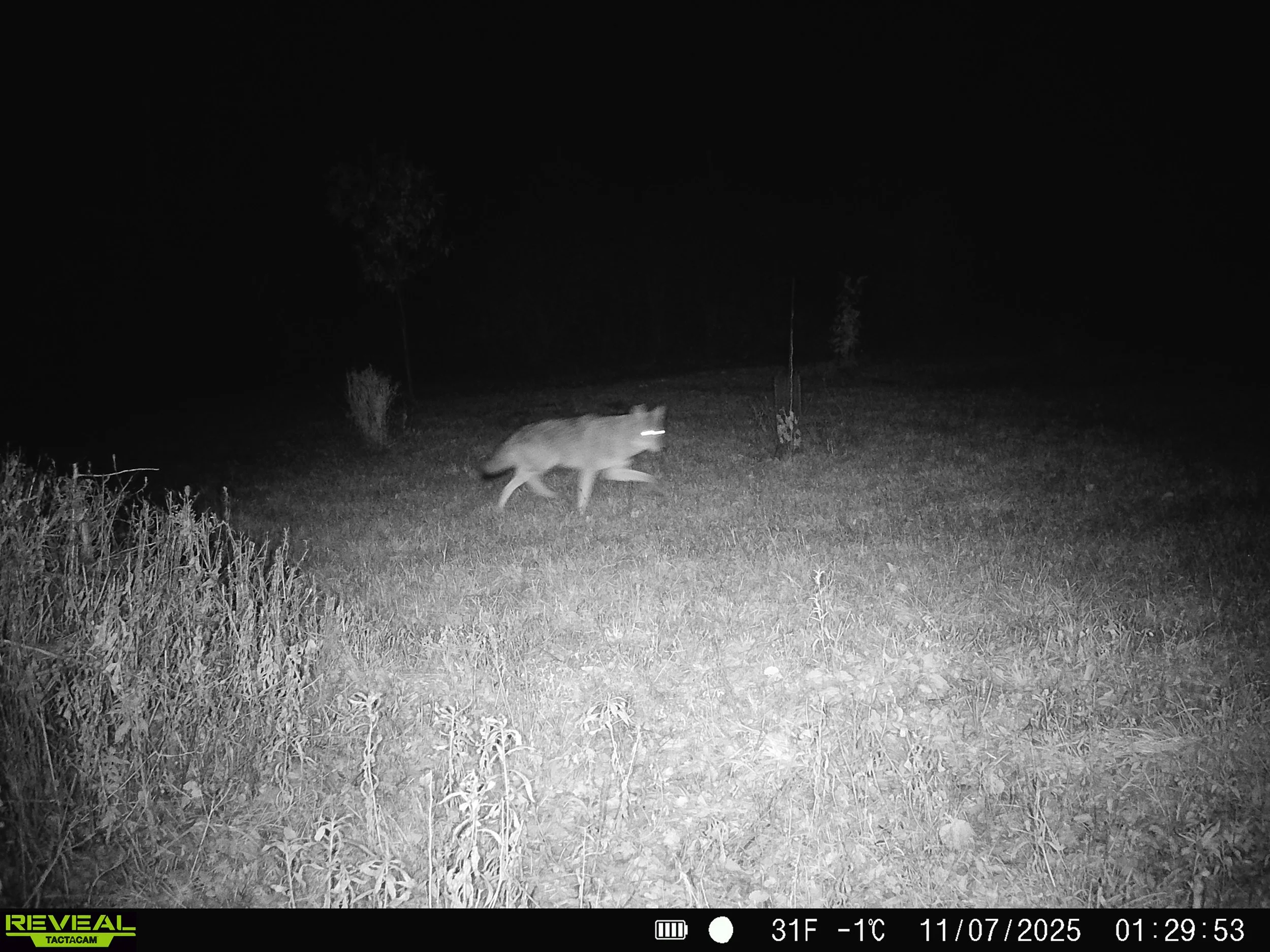 2914_qCnlAoUcZ2klXTrcS2WY_nov 8_SYFW0448.JPG