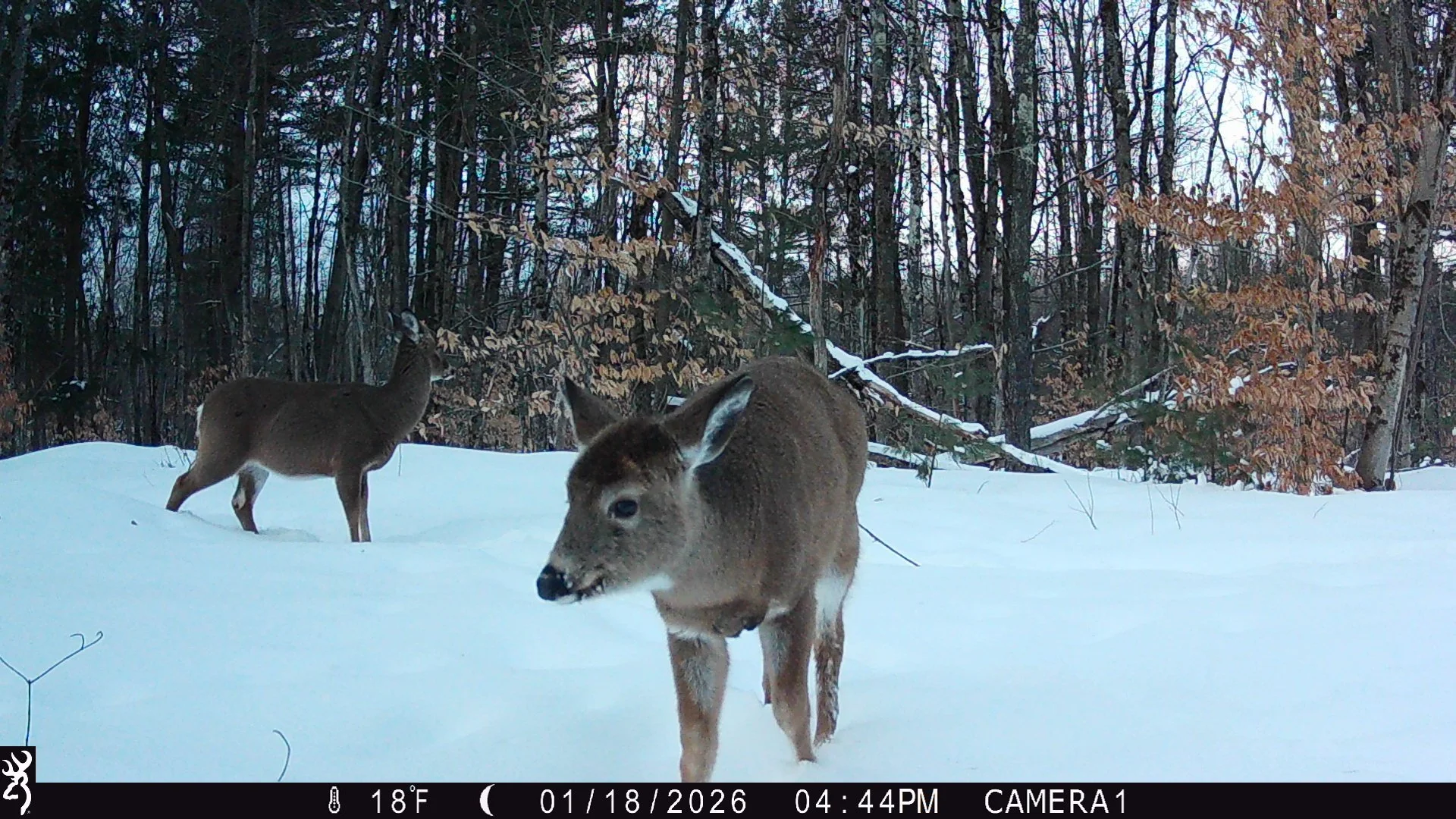 15_8xQUslw68YhxOfoiJCSR_upload 13 feb 14 2026_100_BTCF_IMG_0457.JPG