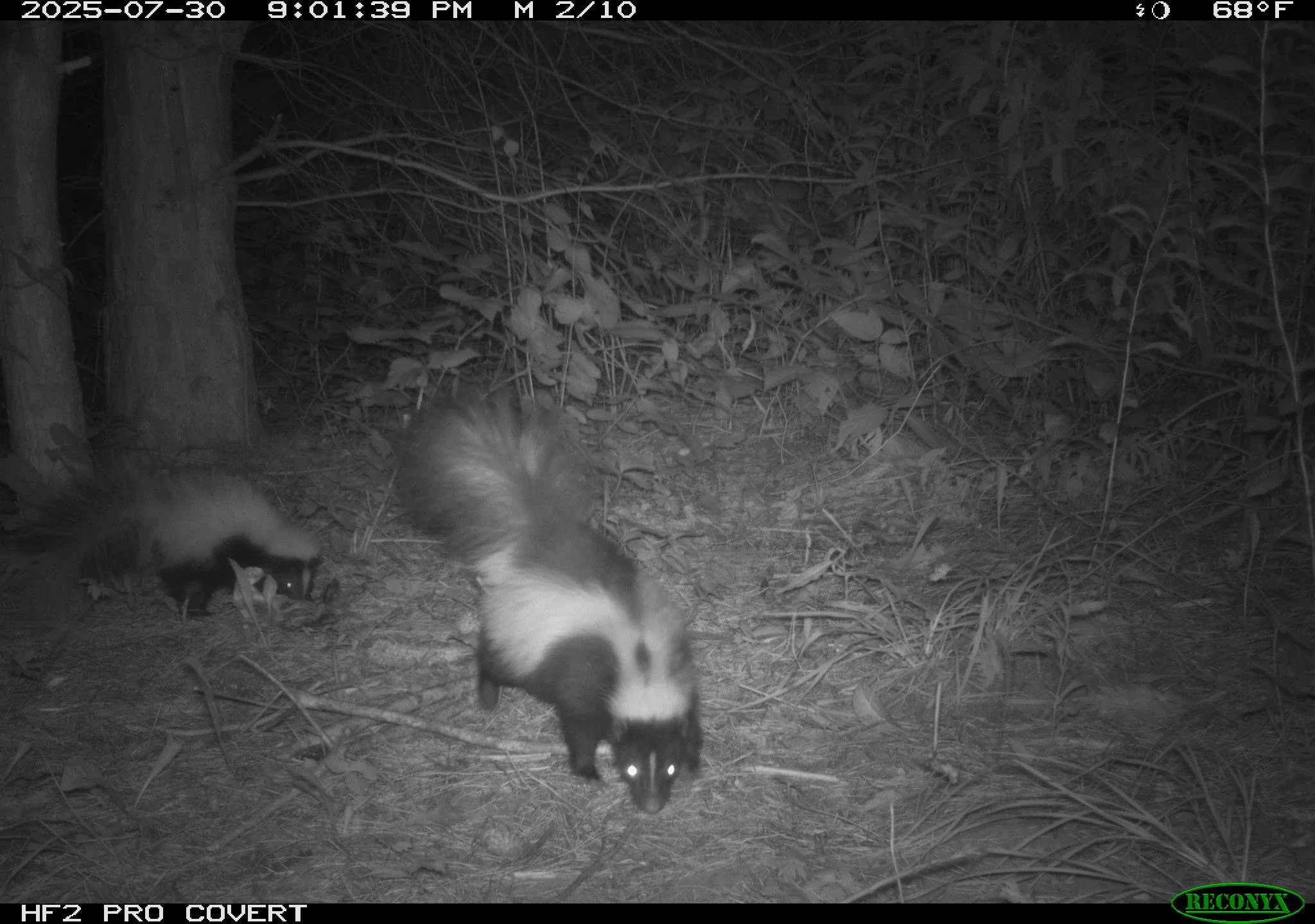 Striped skunk