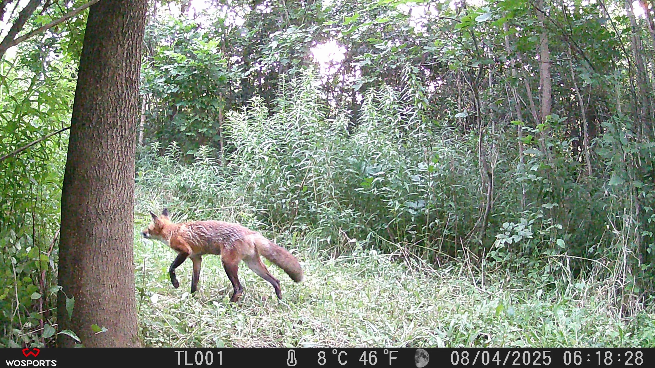 2279_l5Q27RjU7QO3fNqqILw5_NY Trail Cam_102MEDIA_08040787.JPG