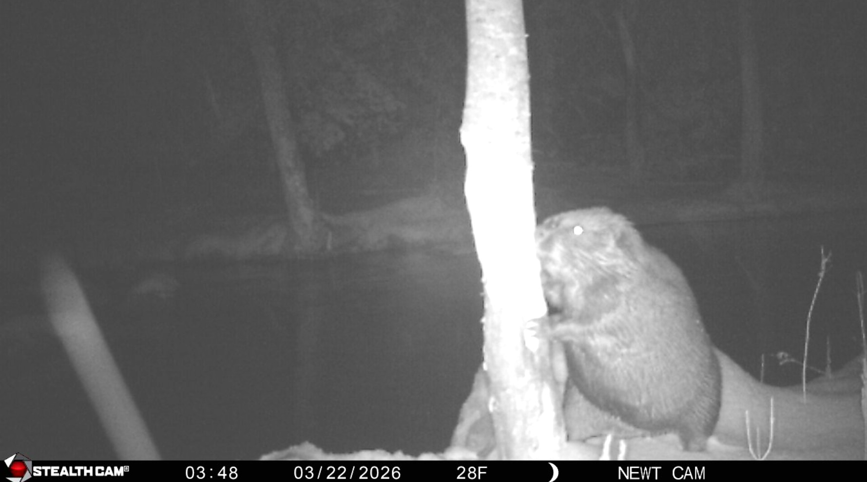 255_l94e0MBPy8Cxlc30kUL1_Deployment 6_Beaver.png