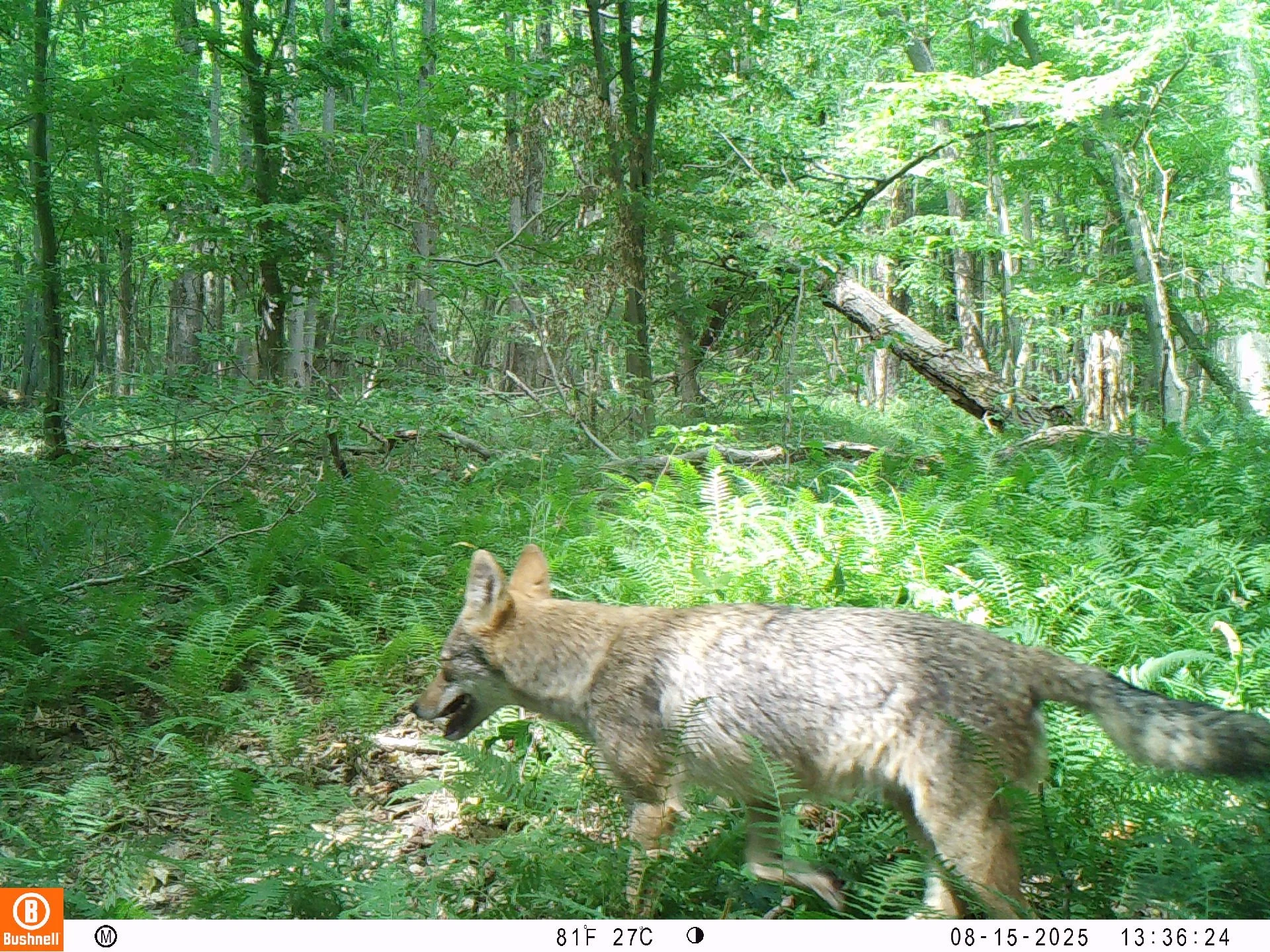 2170_enh16b24Cud0emog7xAB_trail cam for upload to snapshot_08150057.JPG